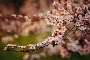 thumbnail: Garden