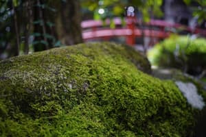 thumbnail: General view