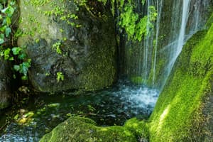 thumbnail: Garden