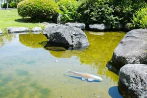 thumbnail: Garden