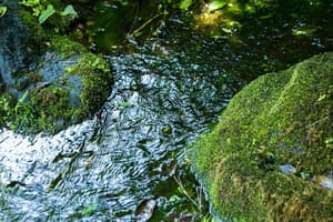 thumbnail: Garden