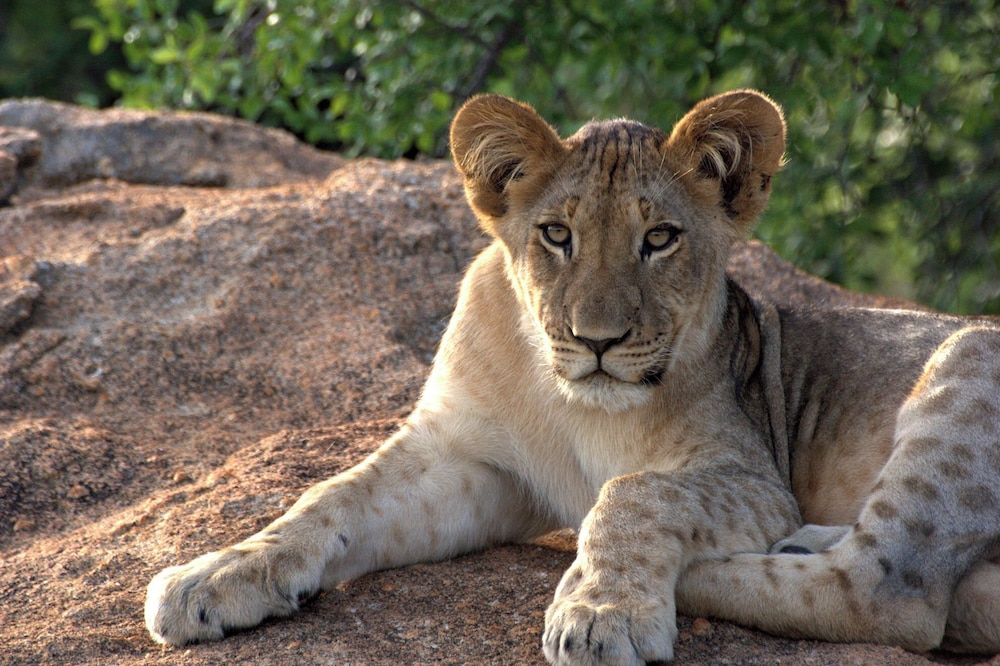 Safari