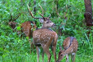 thumbnail: Property amenity
