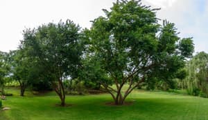 thumbnail: General view