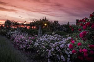 thumbnail: Garden