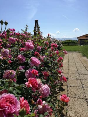 thumbnail: Garden