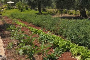 thumbnail: Garden