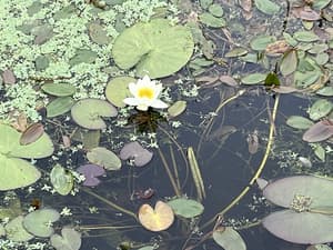 thumbnail: Garden