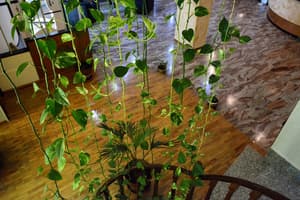 thumbnail: Reception