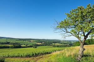 thumbnail: Vineyard view