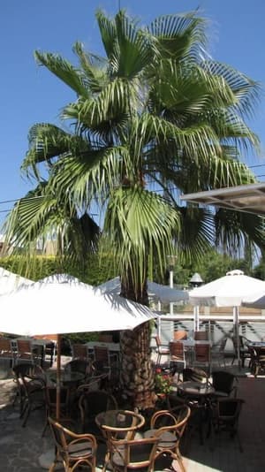thumbnail: Outdoor dining