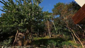 thumbnail: Garden