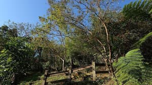 thumbnail: Garden