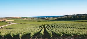 thumbnail: Vineyard