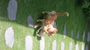 thumbnail: Pet-friendly