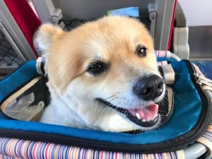 thumbnail: Pet-friendly