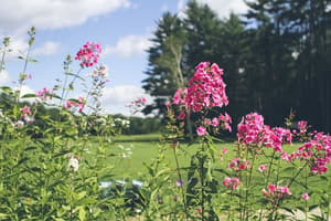 thumbnail: Garden