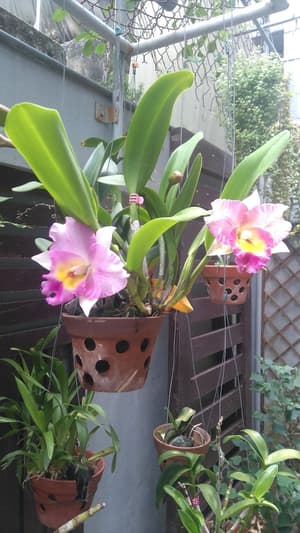 thumbnail: Terrace/patio