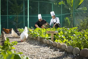 thumbnail: Garden