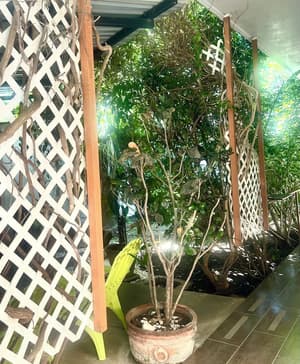 thumbnail: Courtyard view