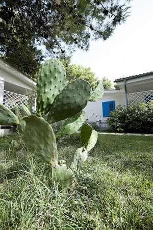 thumbnail: Garden
