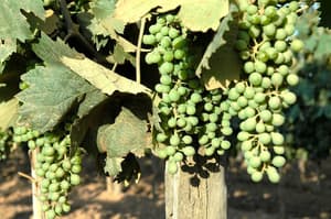 thumbnail: Vineyard