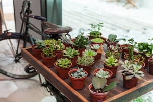 thumbnail: Porch