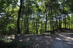 thumbnail: Property grounds