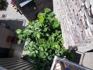 thumbnail: Balcony
