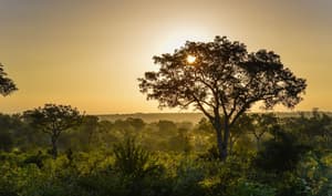 thumbnail: Game drive