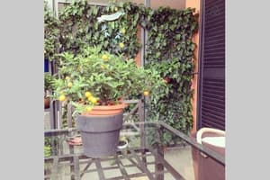 thumbnail: Terrace/patio