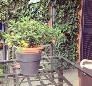 thumbnail: Terrace/patio