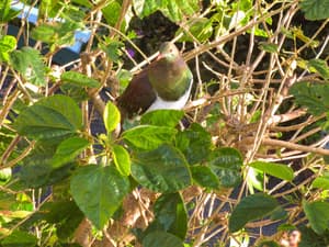 thumbnail: Garden