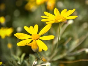thumbnail: Garden