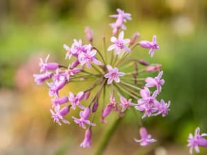 thumbnail: Garden