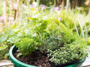 thumbnail: Garden