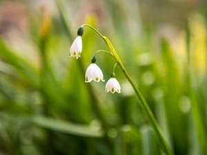 thumbnail: Garden