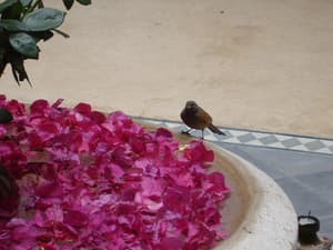 thumbnail: Terrace/patio