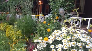 thumbnail: Garden