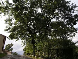thumbnail: Aerial view