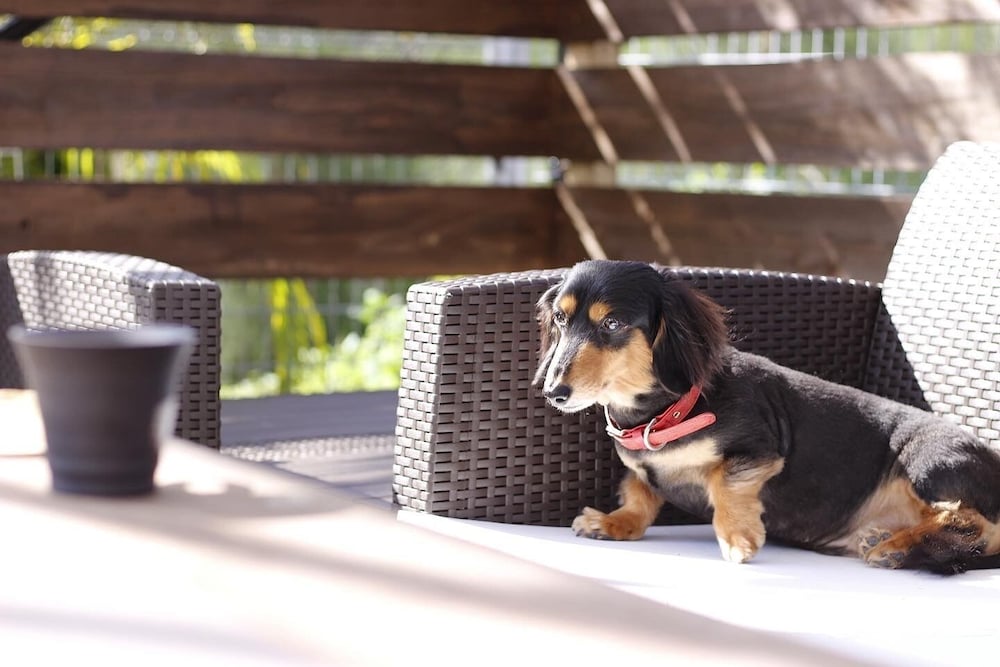 Pet-friendly amenities