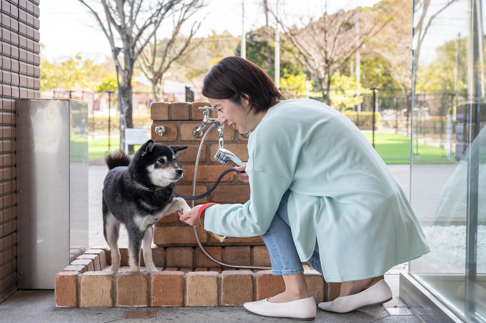 Pet-friendly amenities