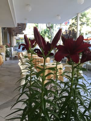 thumbnail: Terrace/patio