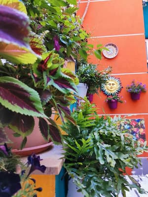 thumbnail: Garden
