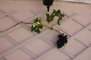 thumbnail: 74006480.jpg