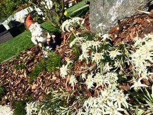 thumbnail: Garden