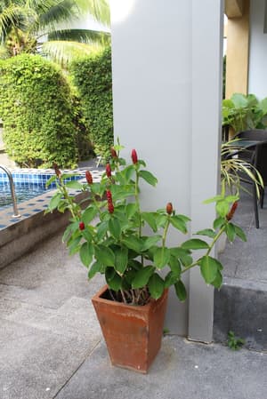 thumbnail: Garden