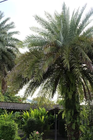thumbnail: Garden