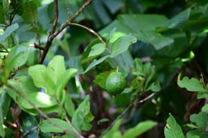 thumbnail: Garden