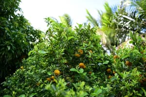 thumbnail: Garden